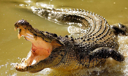 ¿La mordida animal más fuerte?