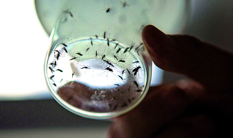 Instituto Smithsonian de Investigaciones Tropicales revela estudio sobre los mosquitos