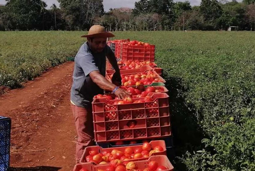 Para evitar la difusin de informacin incorrecta, NESTLE aclara puntos sobre el tema de la zafra de tomates en Panam