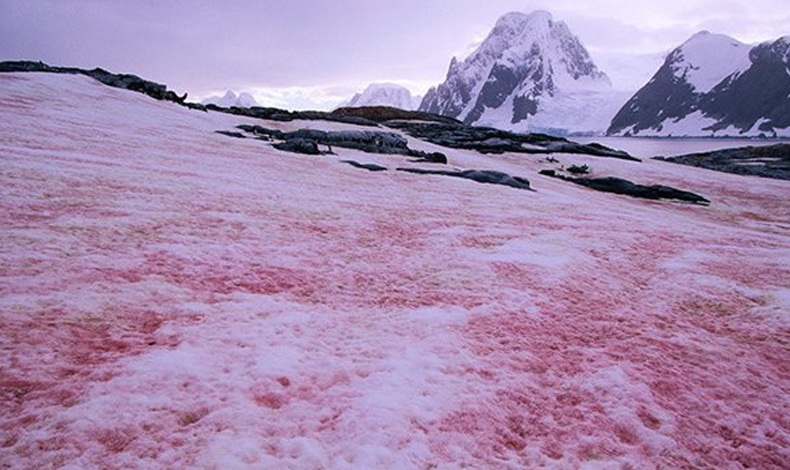 'Nieve sangrienta' el fenmeno que ha consternado a los cientficos