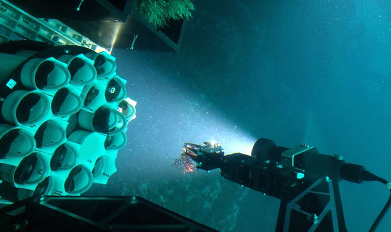 Smithsonian Panam descubre nueva especie de coral