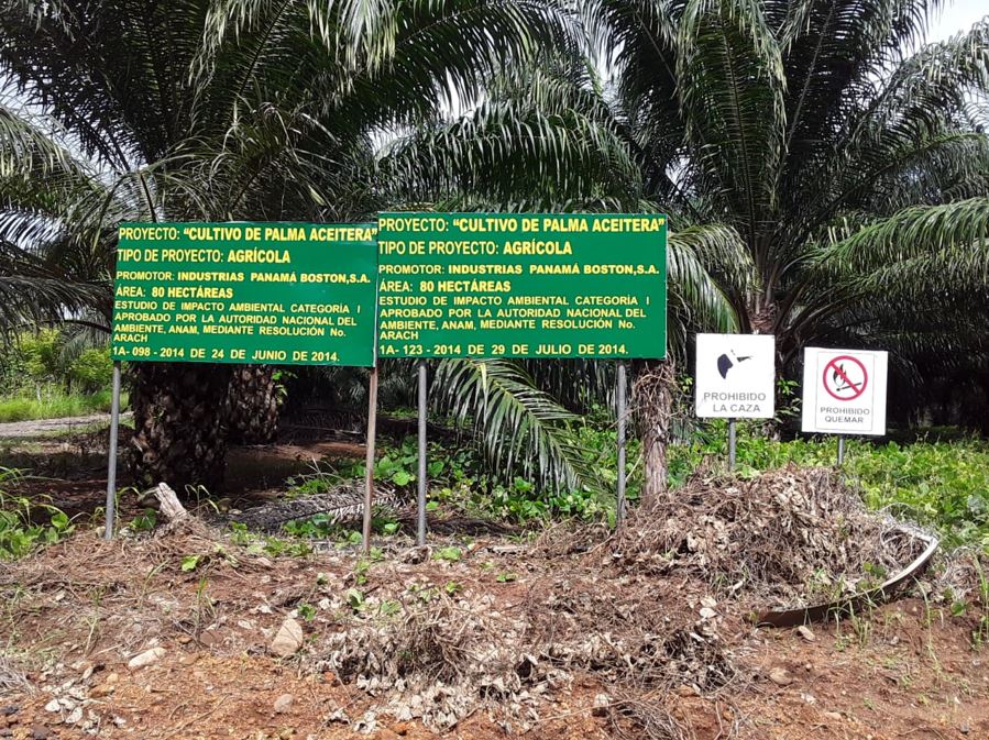 Panam certifica una finca productora de palma aceitera sostenible, por primera vez