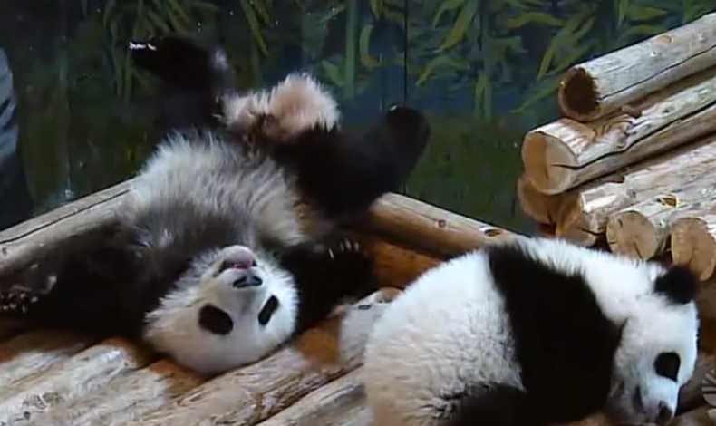 Estos tiernos pandas contagian de pereza a todos