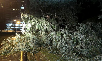 Parque Omar, se mantiene cerrado por cadas de arboles