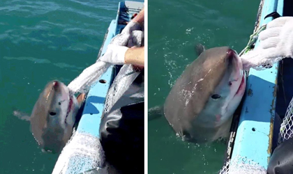 La acalorada pelea entre un tiburn blanco y un pescador