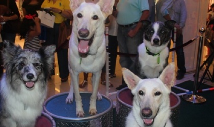 Fotos. Preshow de Dogs, desde Multiplaza viernes 16 de Agosto