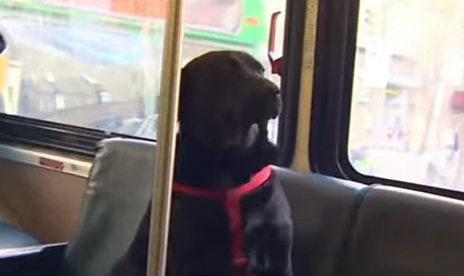 El perro que toma el autobs solo para ir al parque