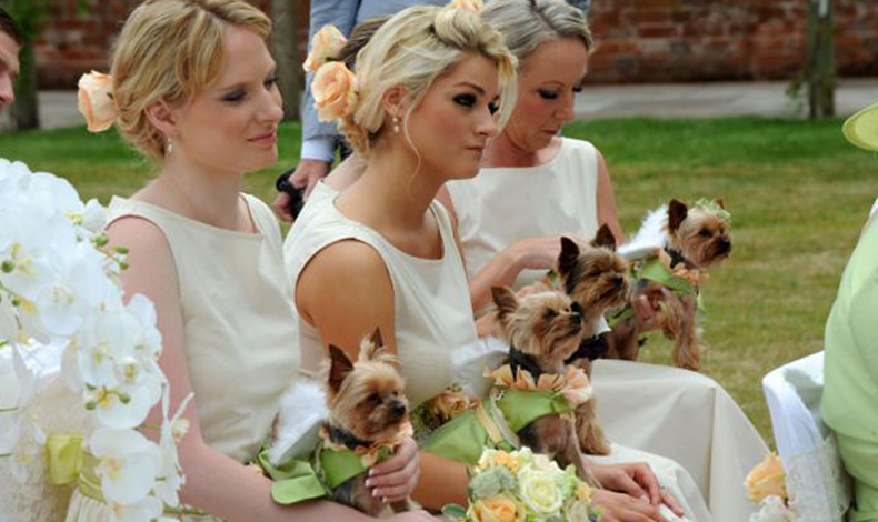 Perritos en lugar de ramos florales