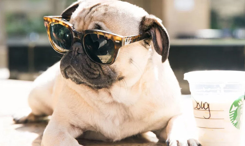 Estos perritos en Instagram ganan ms dinero que cualquiera de nosotros
