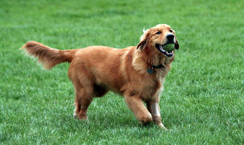 Las razas de perros ms inteligentes de todas