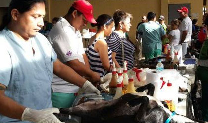 400 cupos disponibles para la jornada de esterilizacin de perros y gatos este 21 de mayo