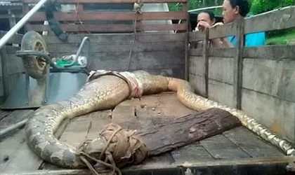 Un aldeano fue encontrado en el est�mago de una pit�n en Indonesia