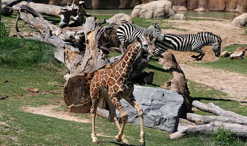 El primer zoolgico de la historia