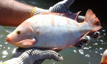 Elevarn produccin de alevines de tilapia roja