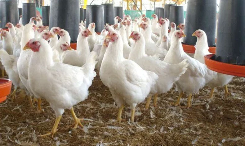 Repblica Dominicana le echa el ojo a la produccin avcola panamea