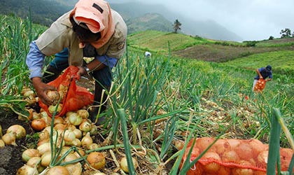 Productores de Chiriqu siguen registrando prdidas