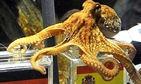 Falleci el famoso pulpo Paul