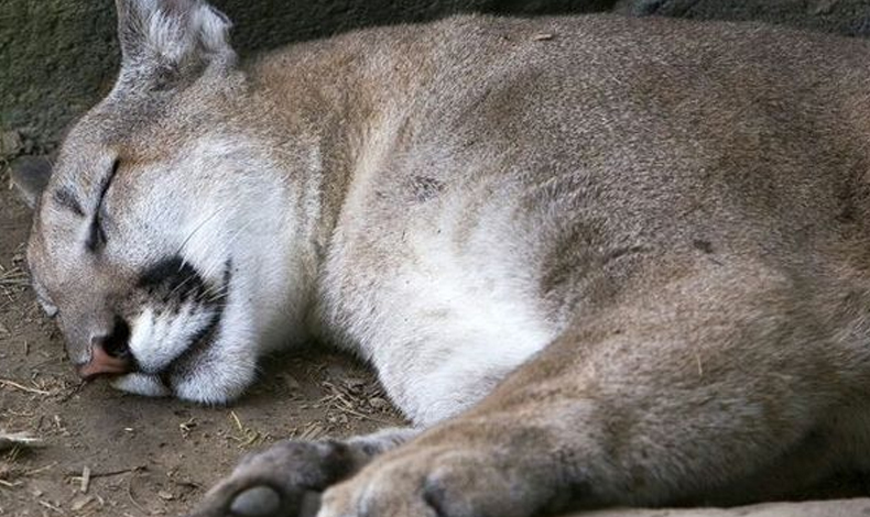 Rescatan a un puma en el sector de Tierra Prometida