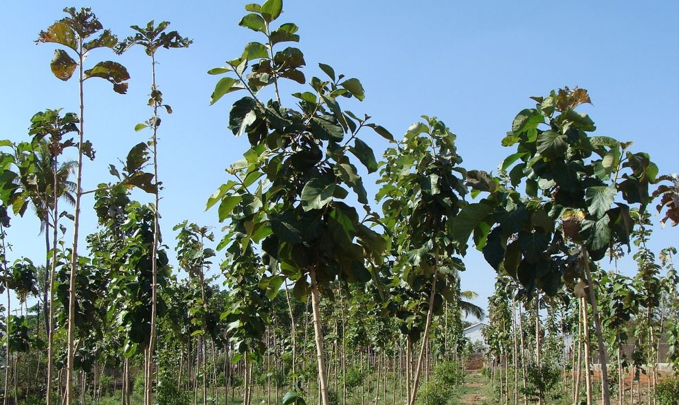 Estudio plantea que urge integrar la dimensin econmica y la poblacin en la restauracin forestal contra el cambio climtico