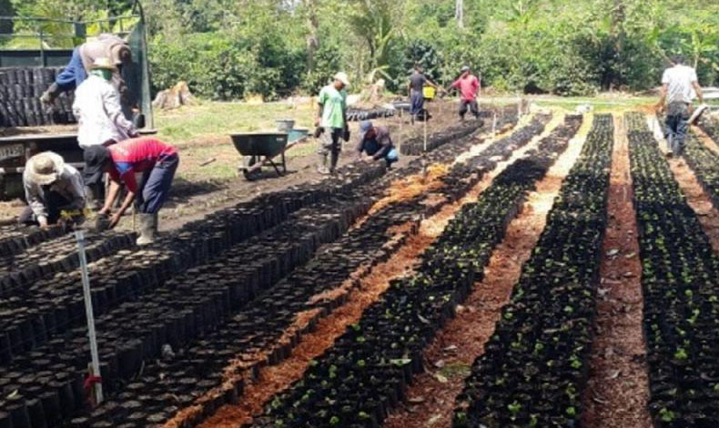 Ruta del caf' busca promover destinos ecotursticos