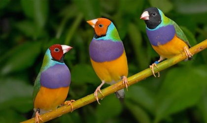 Segn estudios las aves tienen la capacidad de ver ms colores que los humanos