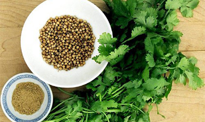 Semillas de cilantro, conoce sus propiedades medicinales