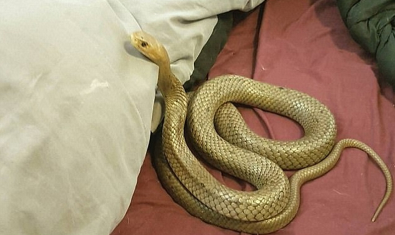 Pareja encuentra serpiente venenosa en las sbanas de su cama