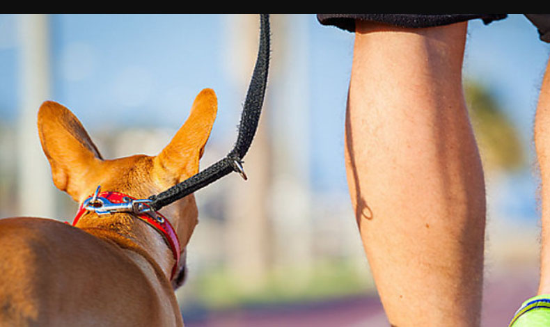 Las mascotas sufren con la dependencia al celular