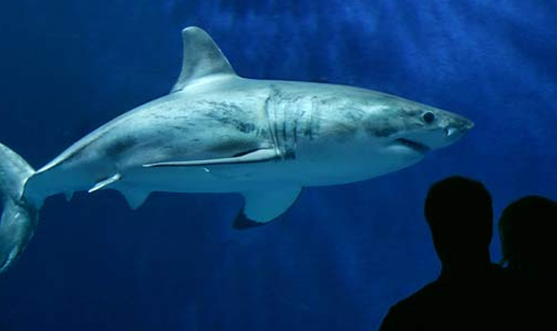 ¿Sabes por qué nunca veras un tiburón blanco en un acuario?