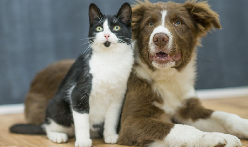 Todo lo que debes saber sobre perros y gatos en una sola web
