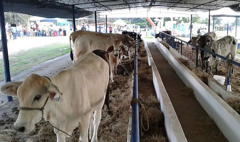 Programa Un mejor semental tuvo su participacin en la Feria de La Candelaria