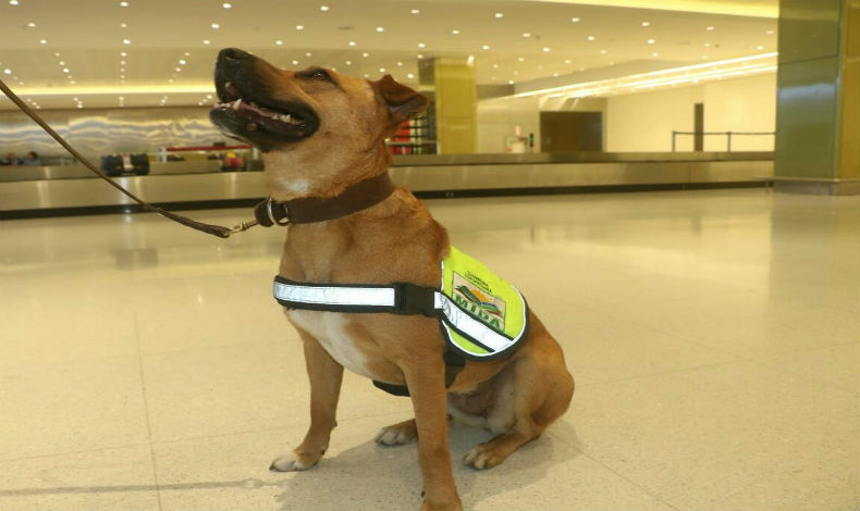 Panam� cuenta con unidades caninas agropecuarias