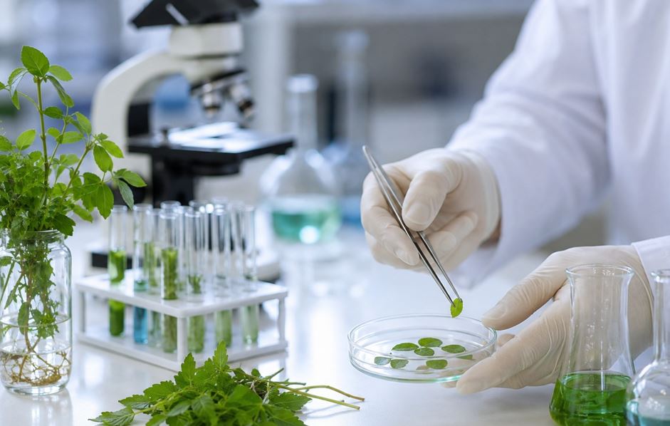 Investigadores de la Universidad de Panam� identifican plantas con potencial anticancer�geno
