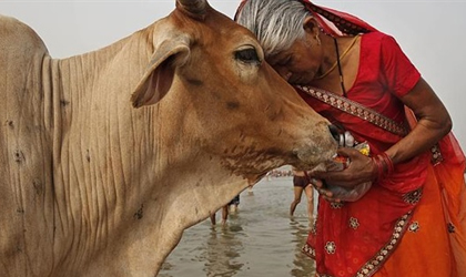 Sabas que en la India las vacas son como los perros?