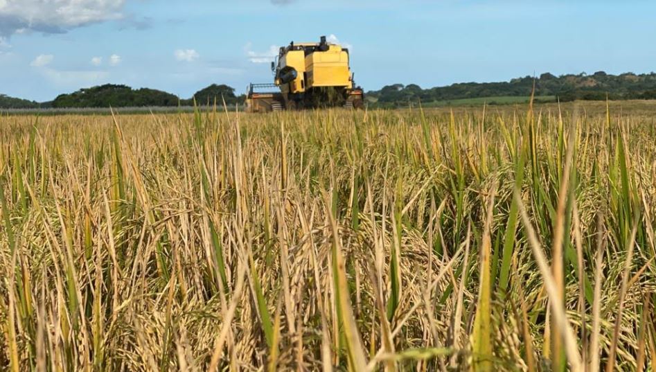 Varela Hermanos apuesta al desarrollo del agro y realiza su primera cosecha de arroz