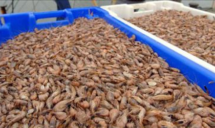 Prohibida venta de camarones por un mes y medio