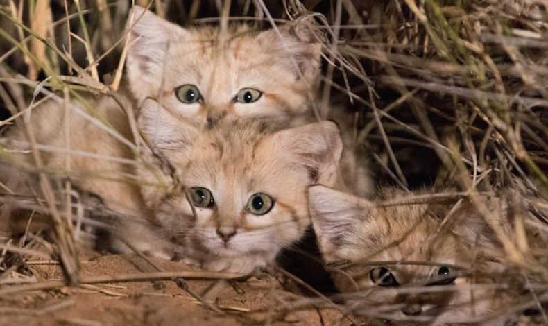 Graban por primera vez a los gatitos salvajes del desierto
