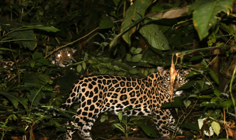 Panam celebra el Da Internacional del Jaguar con los resultados del primer Censo Jaguar