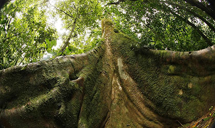 Panam ha perdido sus ambientes naturales por la mano del hombre