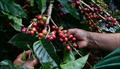 La Cosecha 2025: Panamá celebra un año más de producir el mejor café del mundo