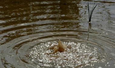 /vidasocial/la-contaminacion-mundial-esta-matando-el-agua-del-planeta/68505.html