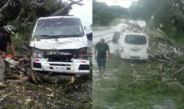 /vidasocial/arbol-cae-sobre-vehiculo-sin-causar-heridos/63358.html