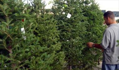 /vidasocial/disminuye-venta-de-arbolitos-de-navidad-prefieren-el-de-plastico-/30271.html