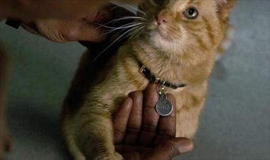 /cine/brie-larson-tuvo-que-superar-su-alergia-a-los-gatos/86515.html