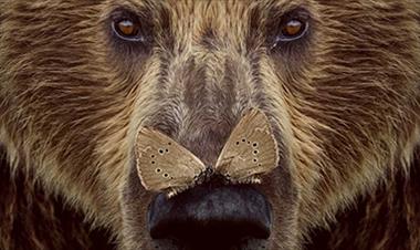 /cine/trailer-de-cantabrico-espectacular-trabajo-en-medio-de-la-naturaleza/44125.html