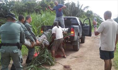 /vidasocial/rescatan-a-cocodrilo-de-4-metros-y-lo-liberan/55272.html