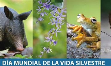 /vidasocial/conferencia-conmemorativa-celebrando-el-dia-mundial-de-la-vida-silvestre/74242.html