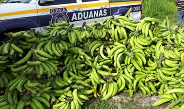 /vidasocial/logran-decomisar-platanos-que-entraban-de-forma-ilegal-a-panama/55492.html