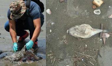 /vidasocial/ministerio-de-ambiente-y-la-arap-adelantan-investigacion-por-muerte-de-especies-marinas/51200.html