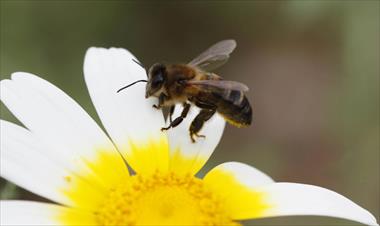 /vidasocial/ciertas-flores-son-capaces-de-crear-un-halo-azul-para-atraer-abejas/67599.html